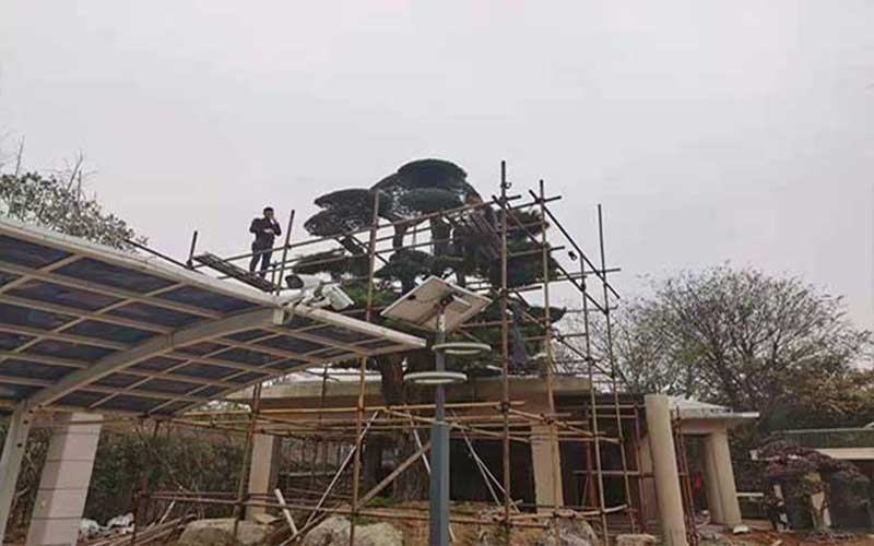 彭进军罗汉松造型师傅介绍造型的技巧